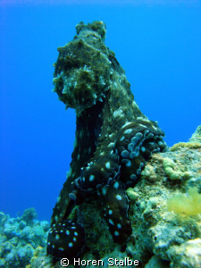 His majesty, Big Red Octopus! by Horen Stalbe 